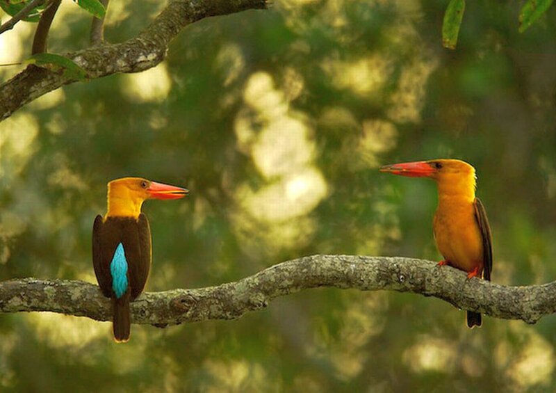 Two Kingfisher Birds
