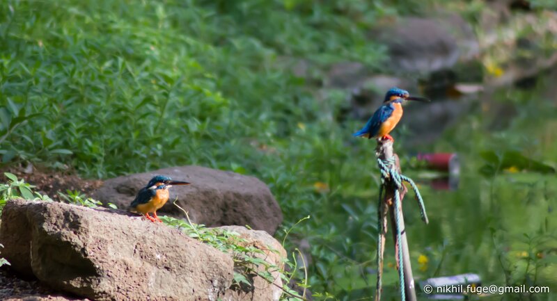 Two kingfishers by a pond