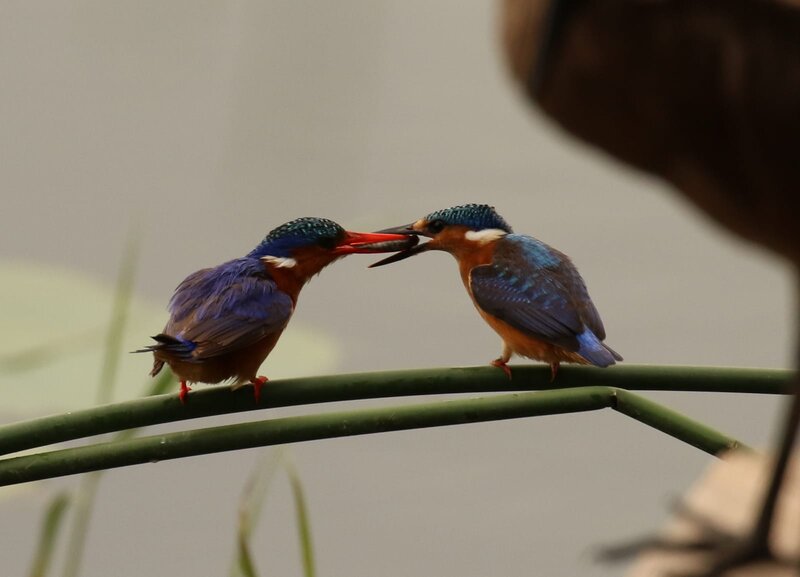 Two Kingfishers Feeding