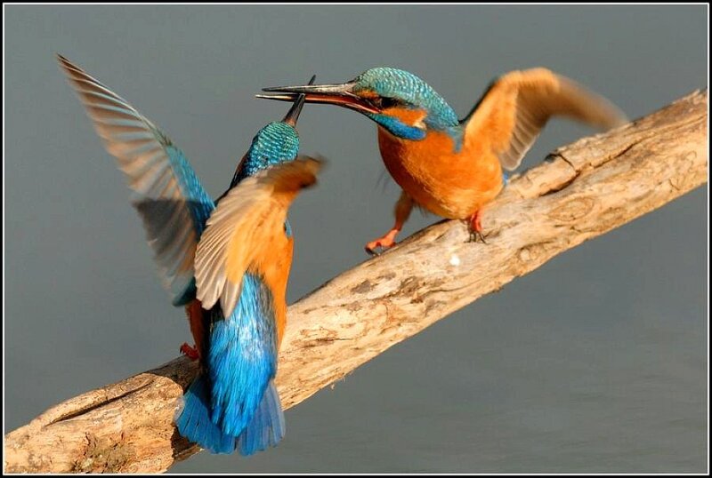 Two kingfishers interacting on a branch