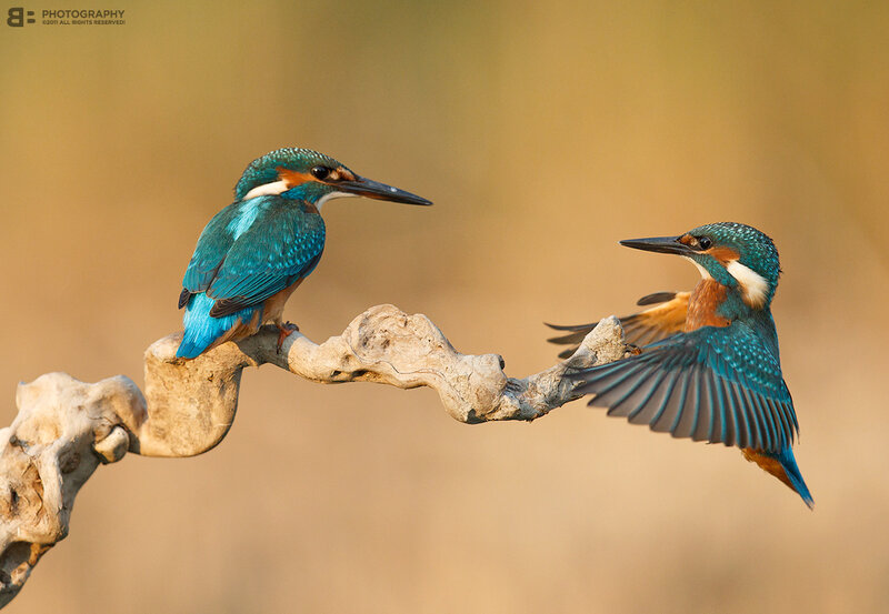 Two kingfishers on a branch