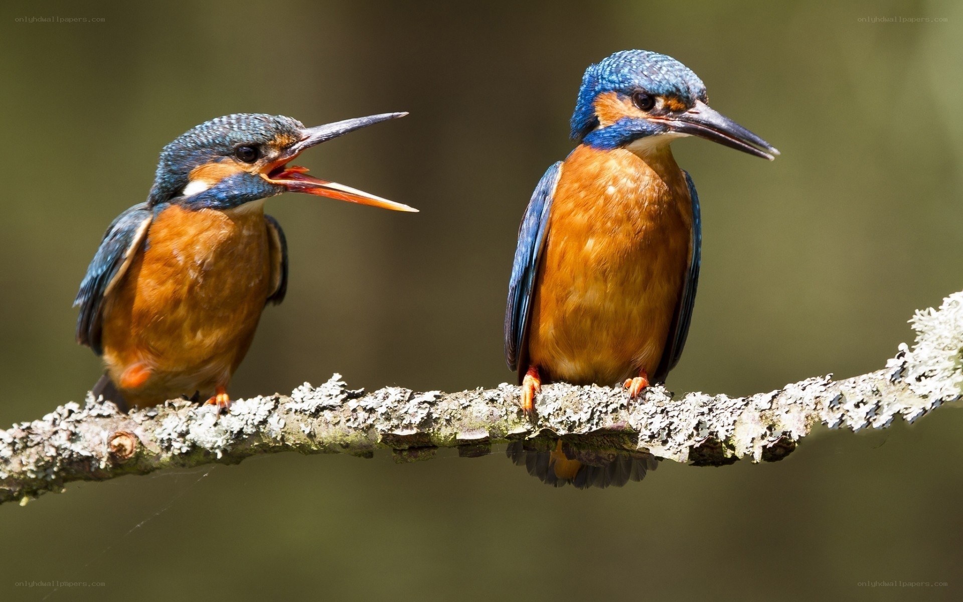 Two kingfishers on a branch