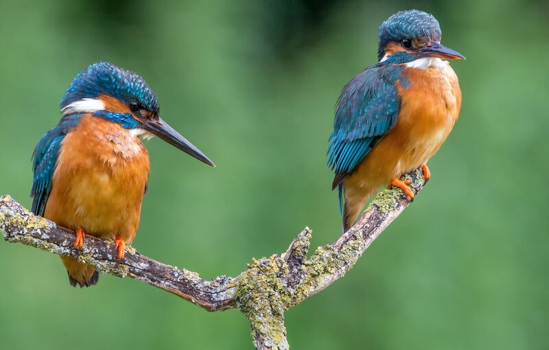 Two Kingfishers on Branch — Blue, Calm, Photograph, Liverwort