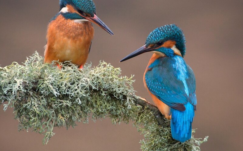 Two Kingfishers on Branch — Blue, Calm, Photograph, Moss