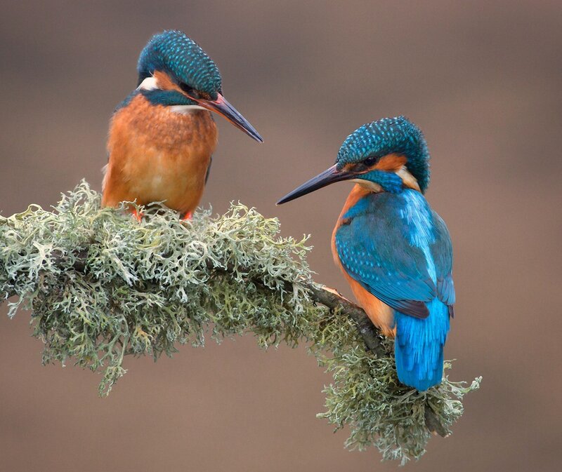 Two Kingfishers on Branch — Blue, Calm, Photograph