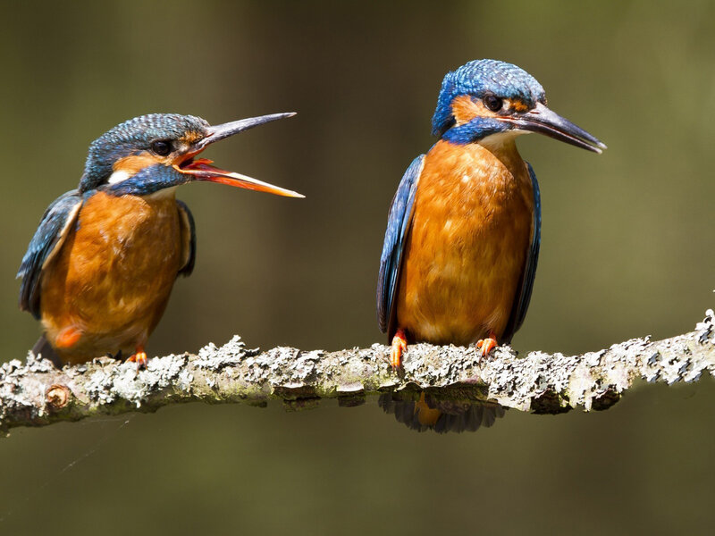Two Kingfishers on Branch — Blue, Calm