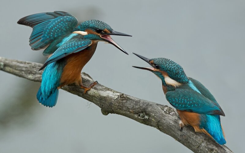 Two Kingfishers on Branch — Blue, Dramatic, Photograph