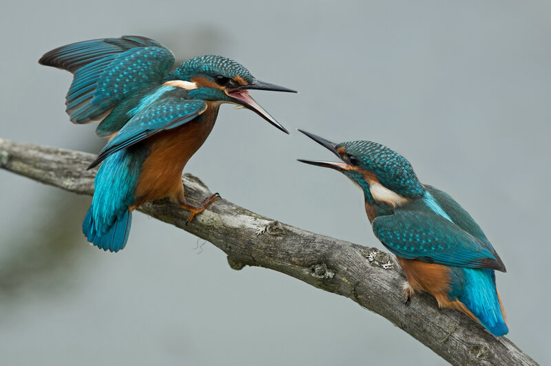 Two Kingfishers on Branch — Blue, Dramatic