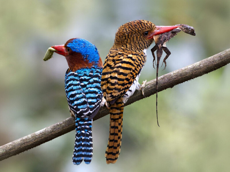 Two Kingfishers on Branch — Blue, Natural, Afternoon