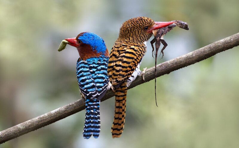 Two Kingfishers on Branch — Blue, Natural, Photograph, Lizard