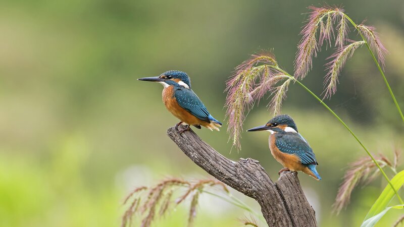 Two Kingfishers on Branch — Blue, Serene