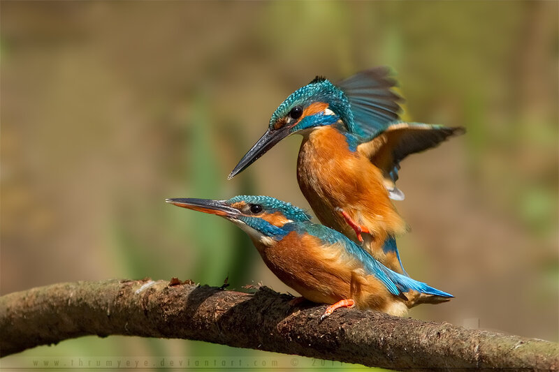 Two Kingfishers on Branch — Blue