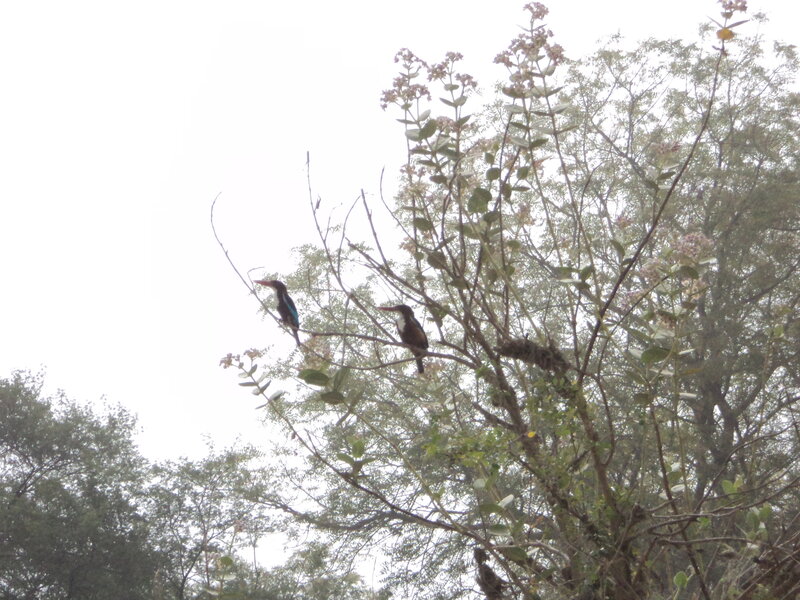 Two Kingfishers on Branch — Green