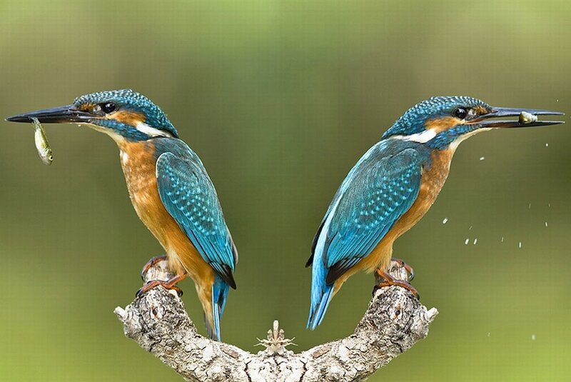 Two Kingfishers on Branch