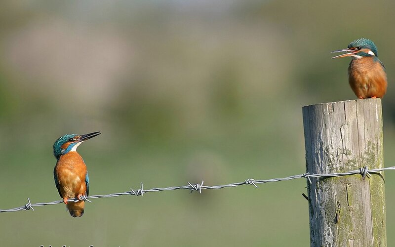 Two Kingfishers on Fence
