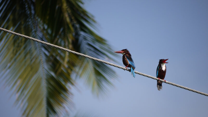 Two Kingfishers on Wire