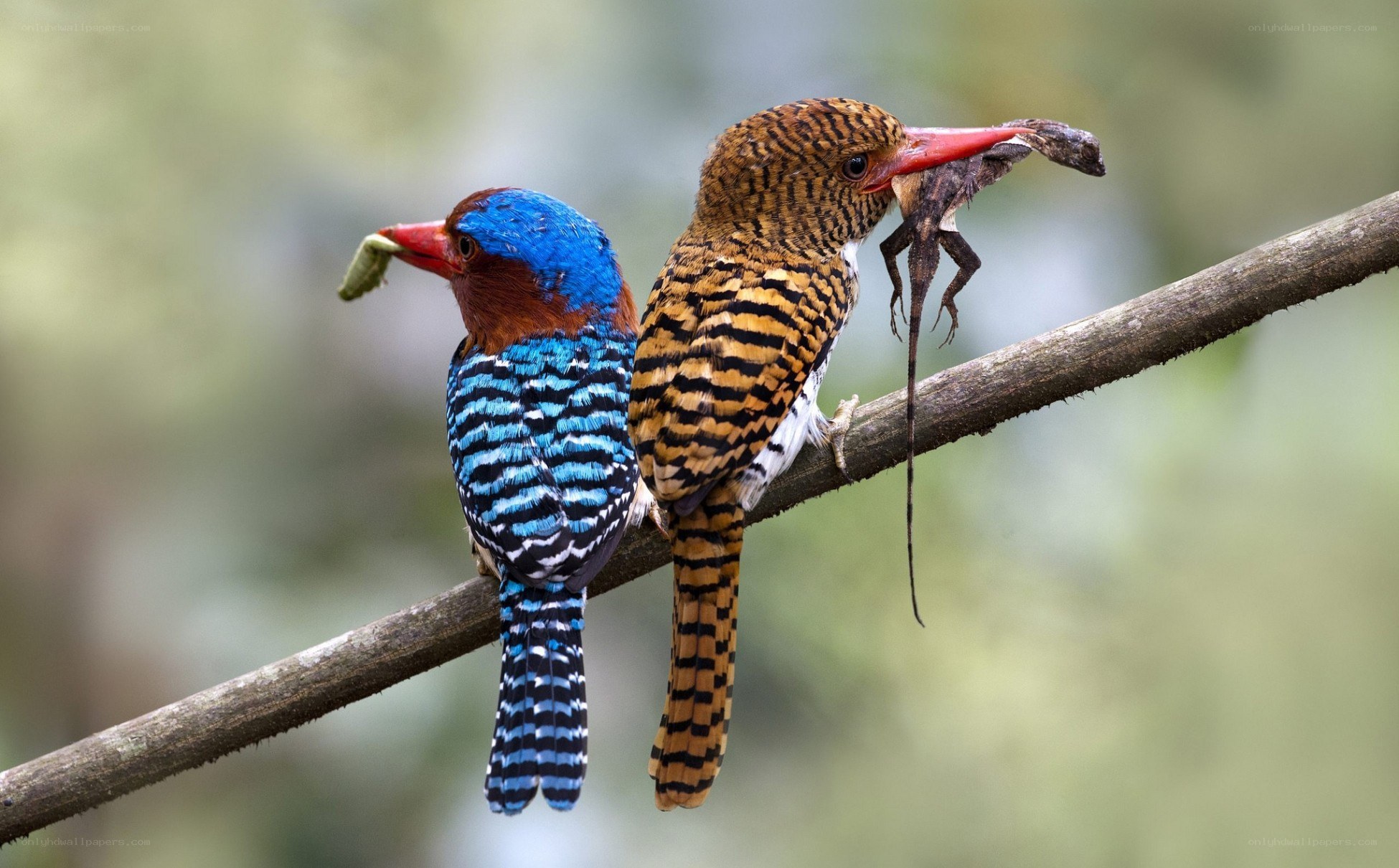 Two kingfishers with prey