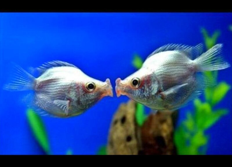 Two Kissing Fish