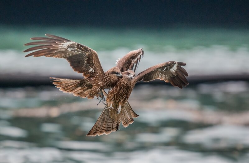 Two Kites in Flight
