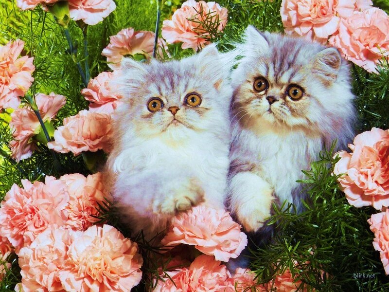 Two kittens among flowers