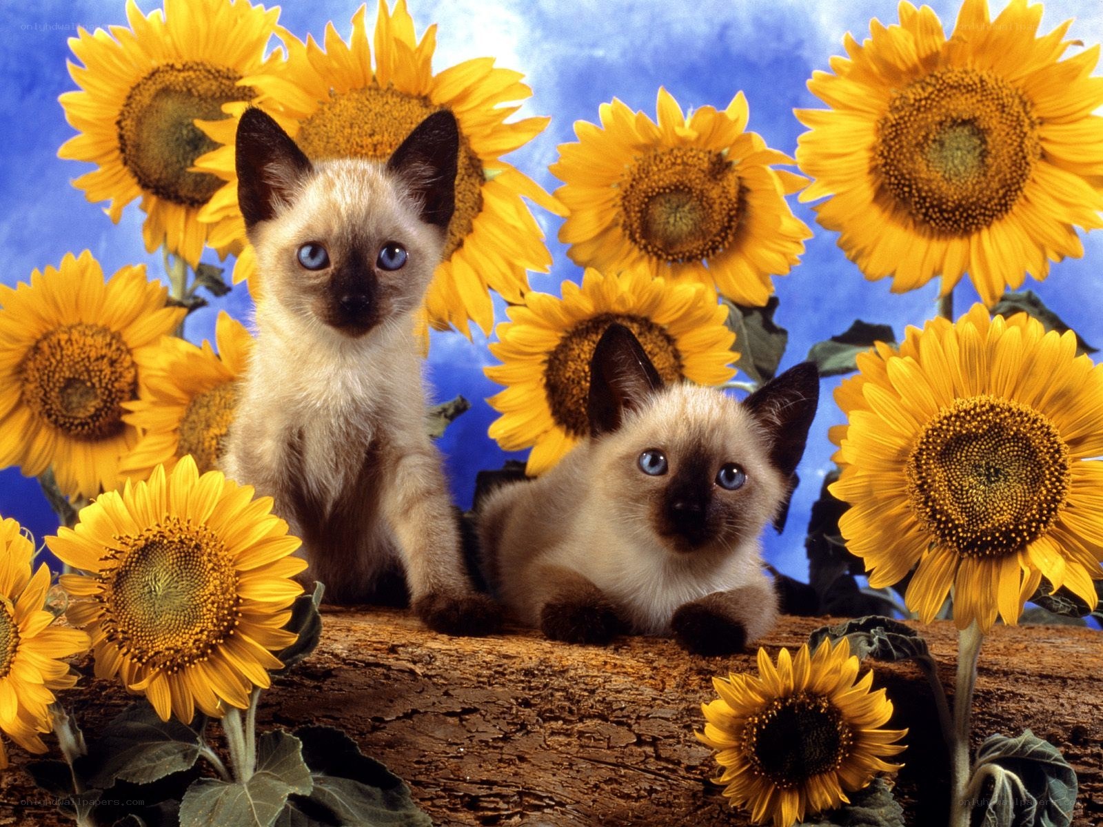 Two kittens among sunflowers