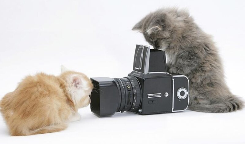 Two Kittens and a Camera