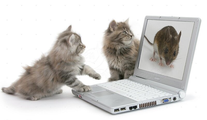 Two Kittens and a Laptop