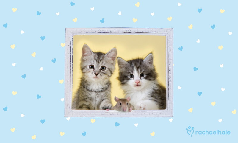 Two Kittens and a Mouse