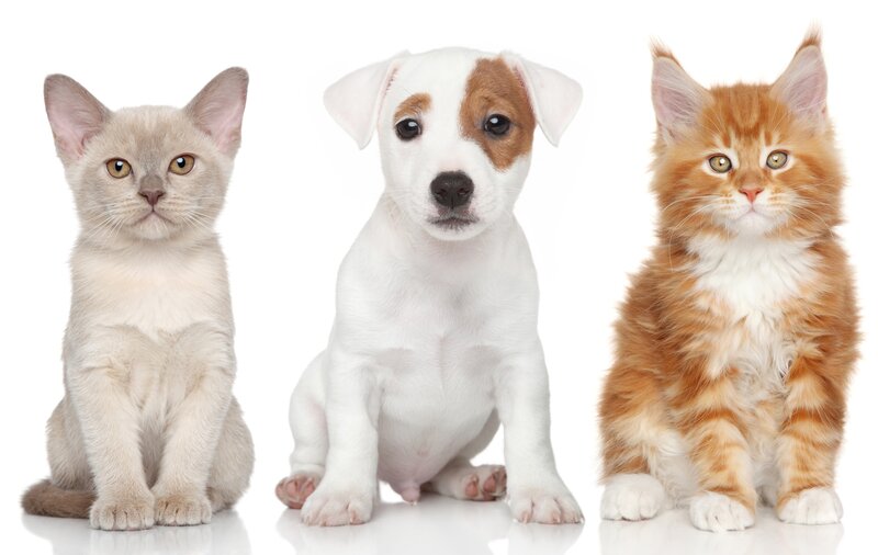 Two Kittens and a Puppy
