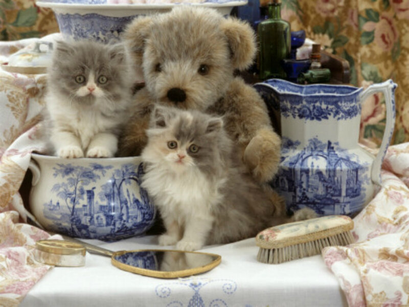 Two Kittens and a Teddy Bear