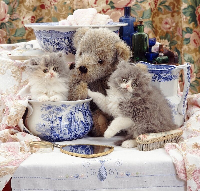 Two Kittens and a Teddy Bear — White