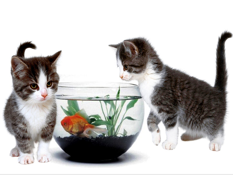 Two Kittens and Goldfish