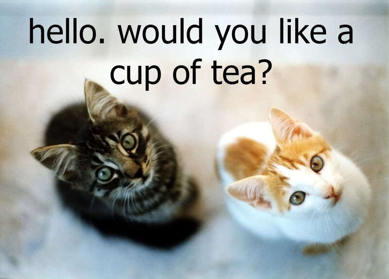 two kittens asking for tea