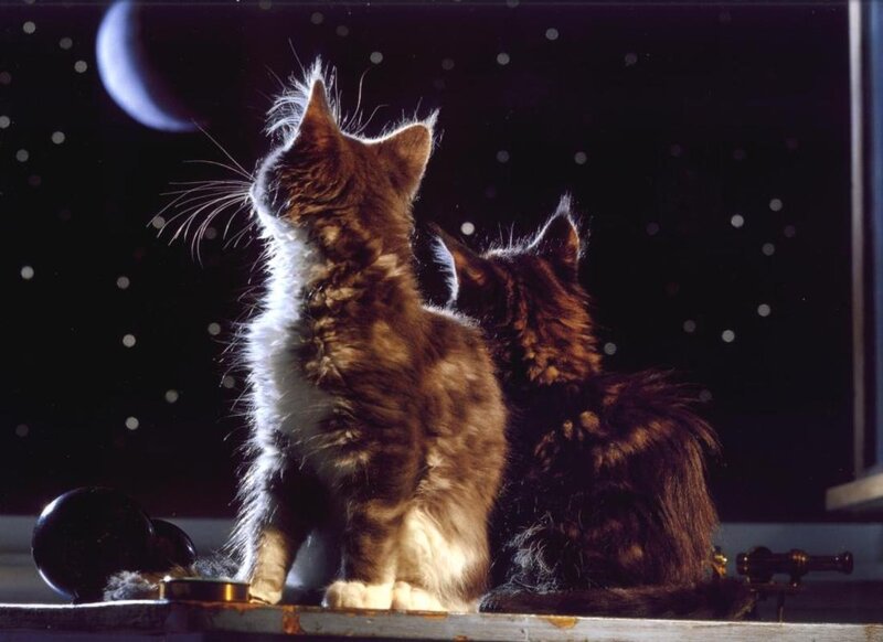 Two Kittens at Night