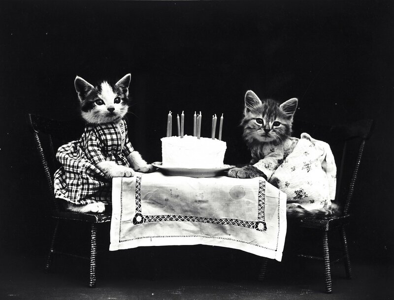 Two Kittens at Table