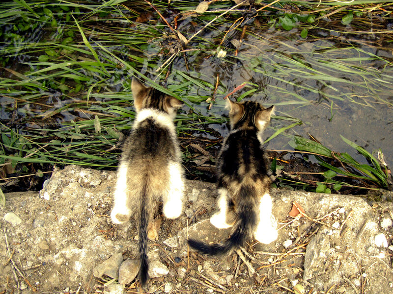 Two Kittens at Water