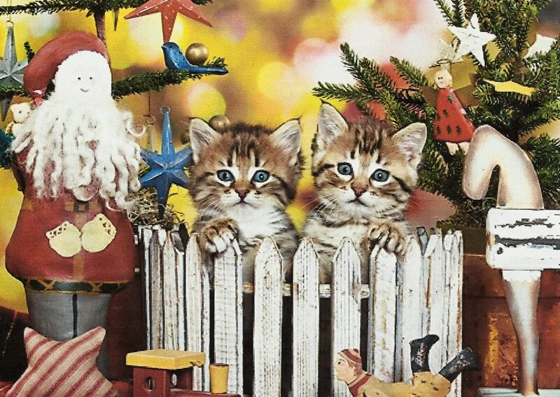 Two Kittens Behind Fence
