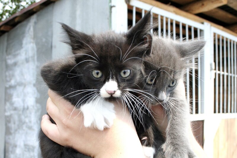 Two Kittens Being Held