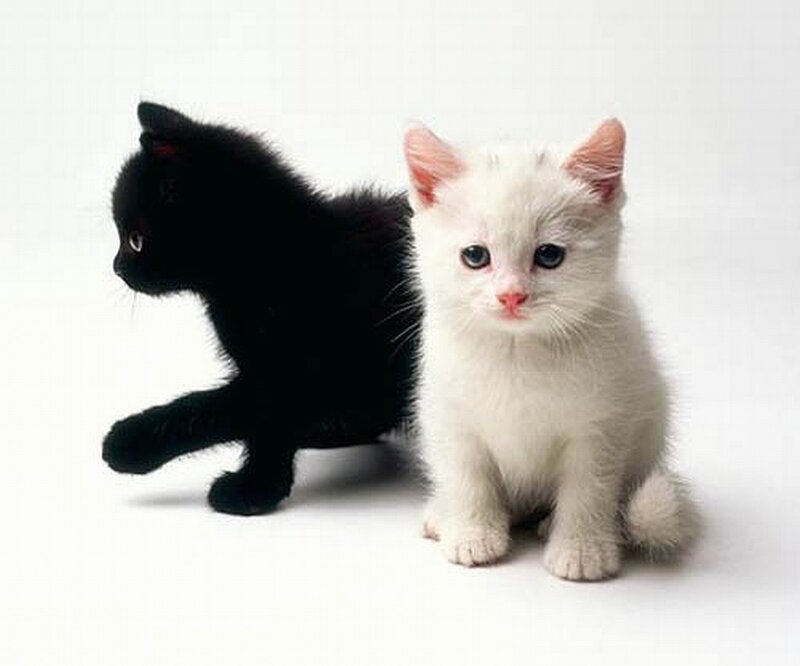 two kittens black and white