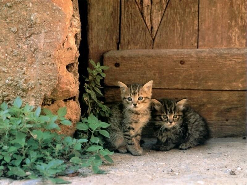 Two kittens by a wooden door