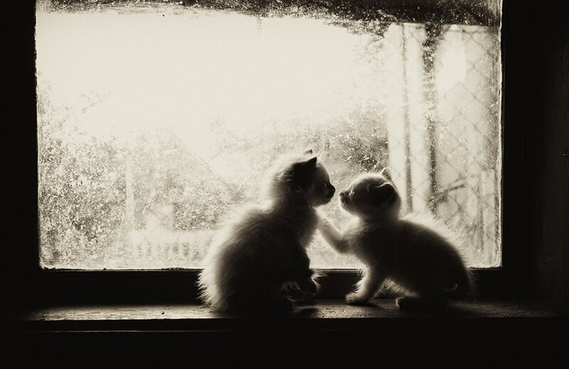 Two kittens by the window