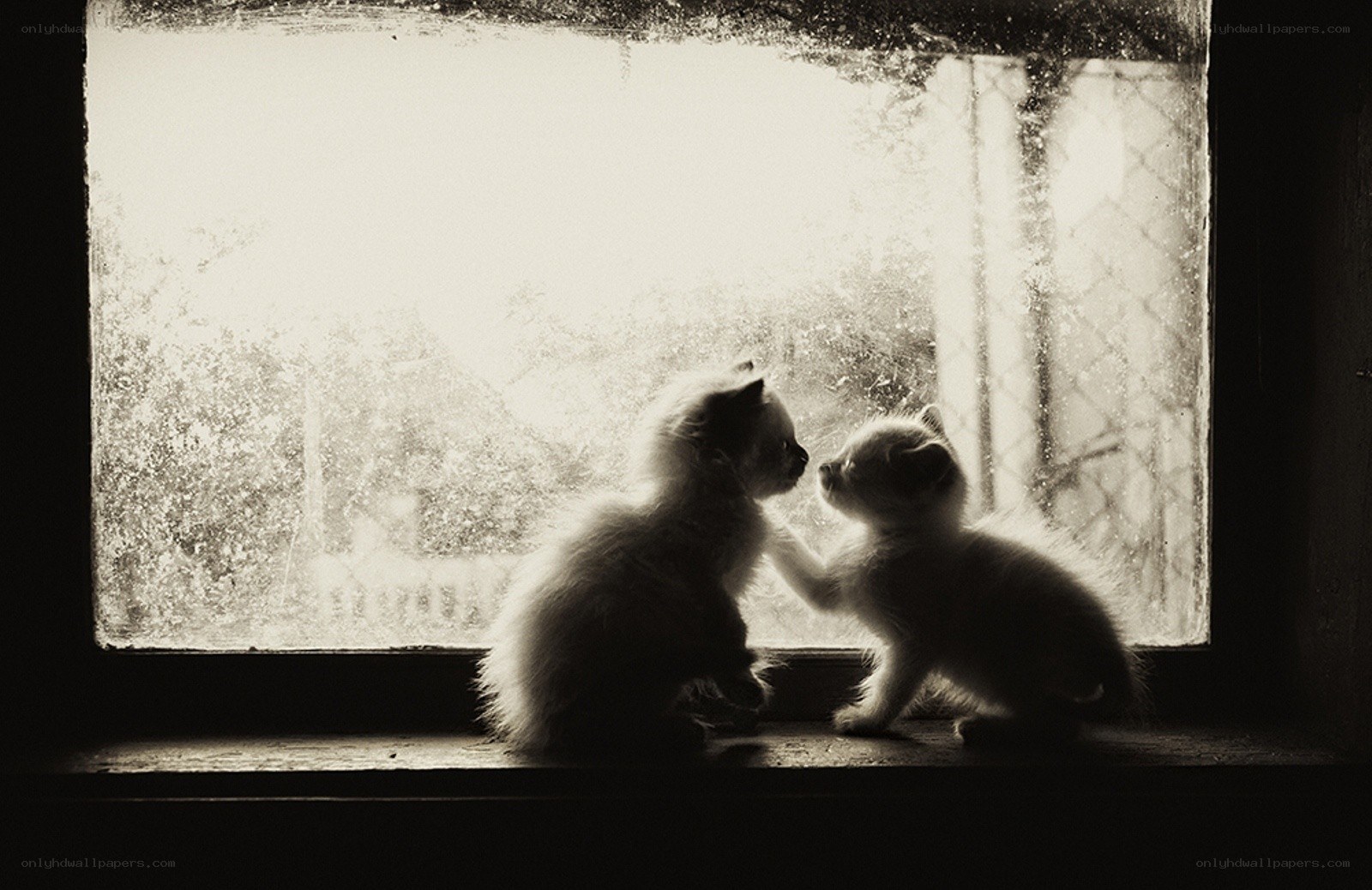 Two kittens by the window