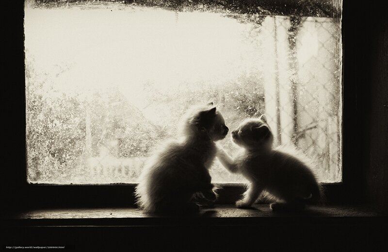 Two kittens by the window