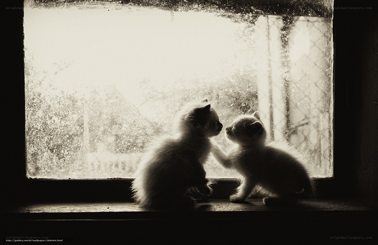 Two kittens by the window