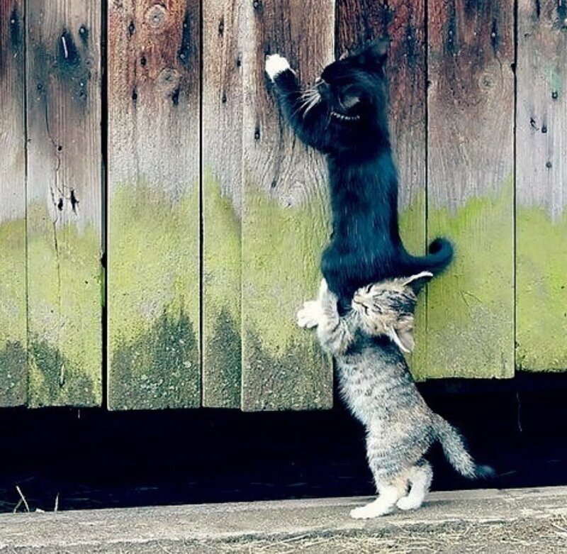 Two Kittens Climbing — Brown, Playful, Photograph, Wooden Fence