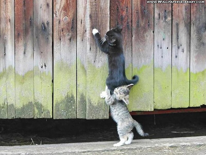 Two Kittens Climbing — Brown, Playful