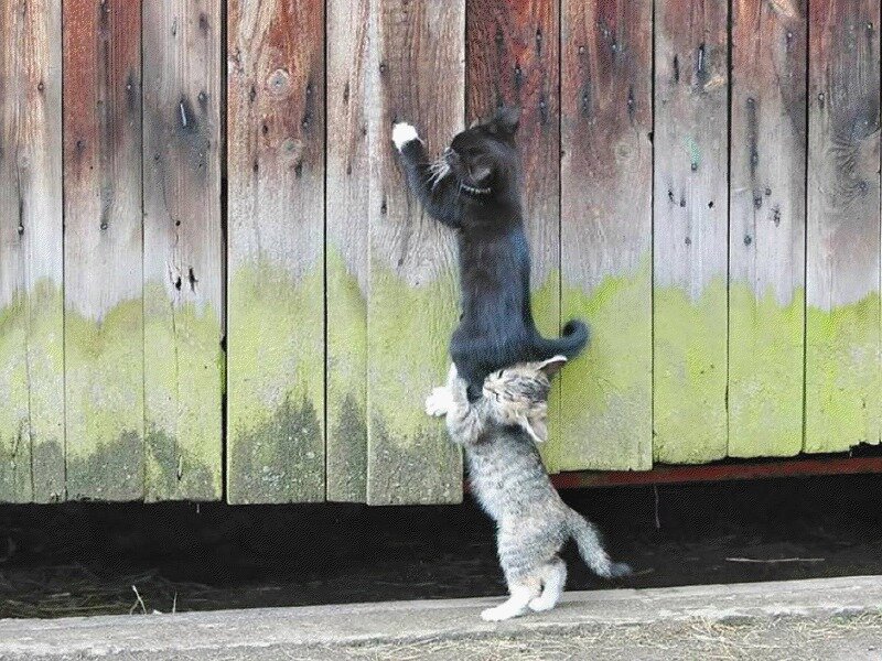 Two Kittens Climbing — Brown