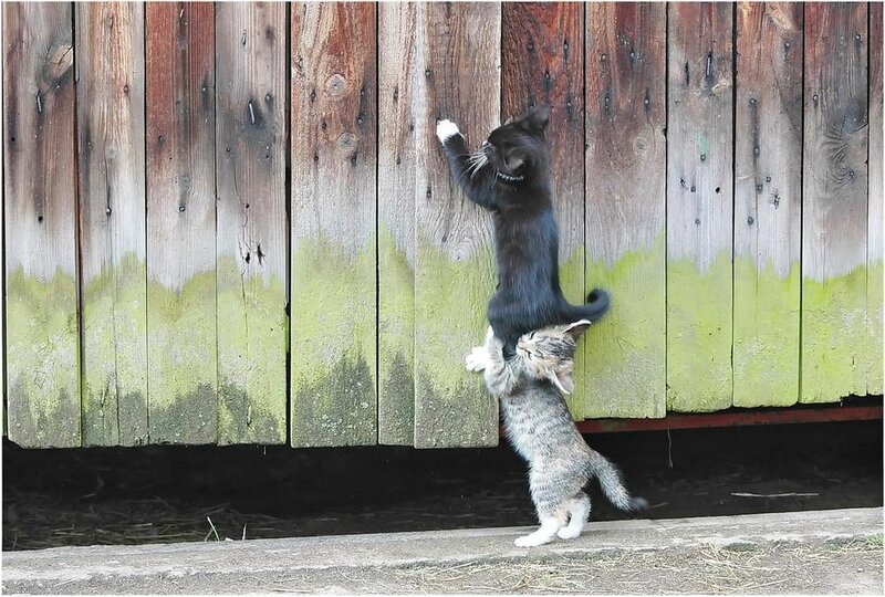 Two Kittens Climbing