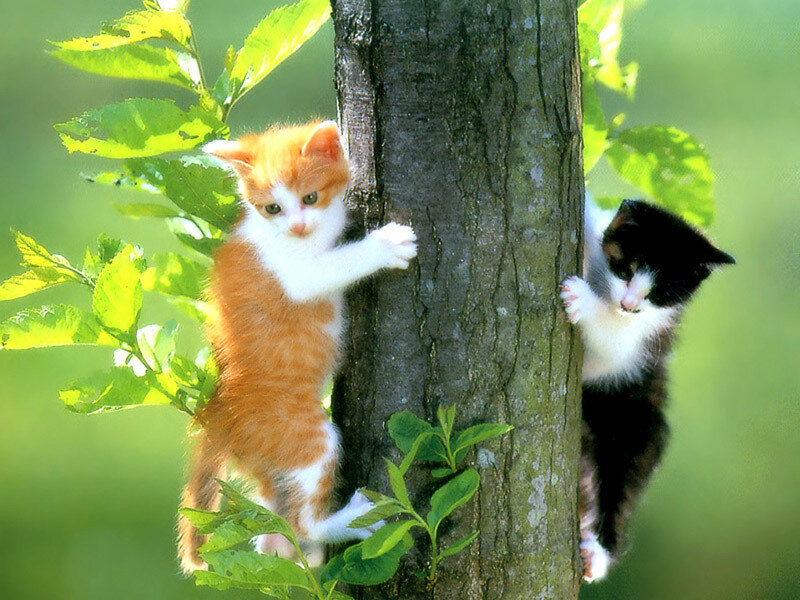 Two Kittens Climbing Tree — Green, Playful, Afternoon, Photograph