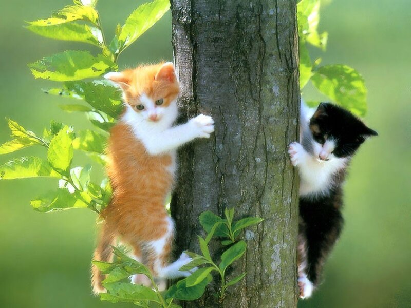 Two Kittens Climbing Tree — Green, Playful, Spring